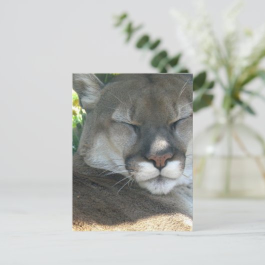 Cougar Postkarte (Stehend Vorderseite)