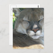 Cougar Postkarte (Vorne/Hinten)
