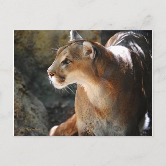 Cougar Postkarte (Vorderseite)