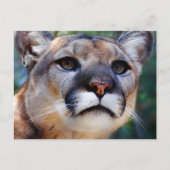Cougar Postkarte (Vorderseite)