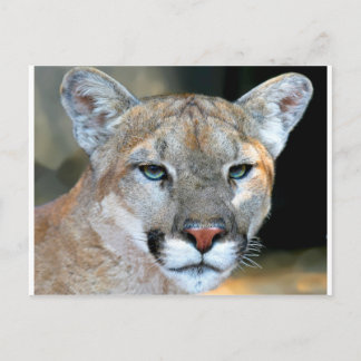Cougar Postkarte