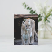 Cougar Postkarte (Stehend Vorderseite)