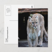 Cougar Postkarte (Vorne/Hinten)