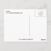 Cougar Postkarte (Rückseite)