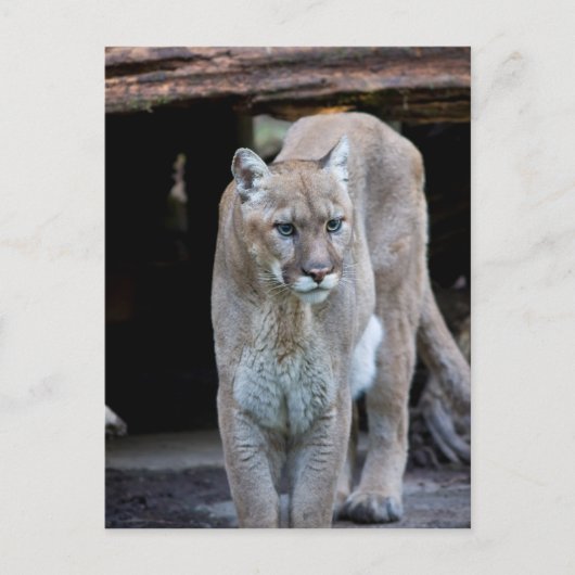 Cougar Postkarte (Vorderseite)