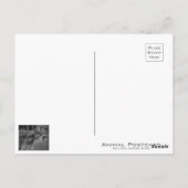 Cougar [Postkarte] Postkarte (Rückseite)