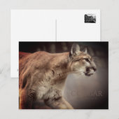 Cougar:Postkarte Postkarte (Vorne/Hinten)