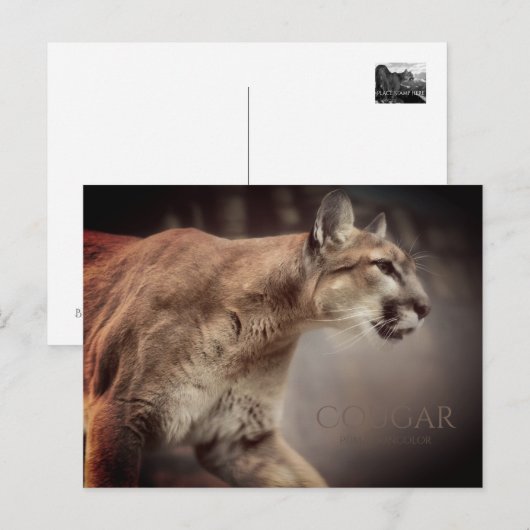 Cougar:Postkarte Postkarte (Vorne/Hinten)