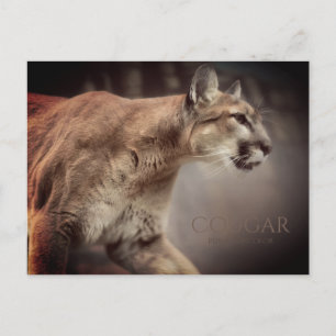 Cougar:Postkarte Postkarte