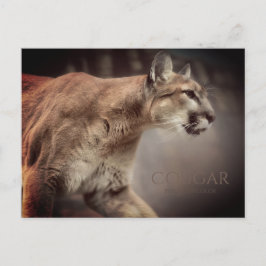 Cougar:Postkarte Postkarte