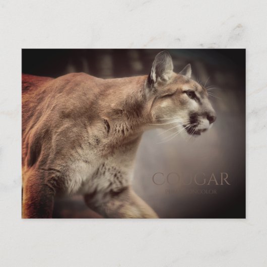 Cougar:Postkarte Postkarte (Vorderseite)