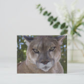 Cougar Pounce Postkarte (Stehend Vorderseite)