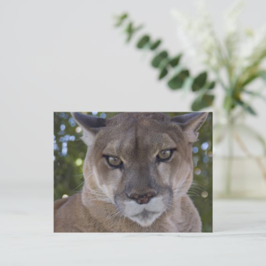 Cougar Pounce Postkarte (Stehend Vorderseite)