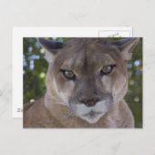 Cougar Pounce Postkarte (Vorne/Hinten)