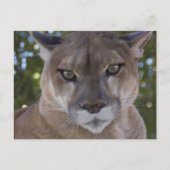 Cougar Pounce Postkarte (Vorderseite)