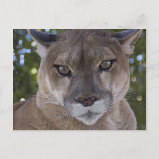 Cougar Pounce Postkarte (Vorderseite)