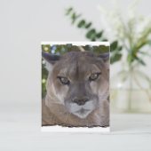 Cougar Pounce Postkarte (Stehend Vorderseite)