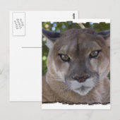 Cougar Pounce Postkarte (Vorne/Hinten)