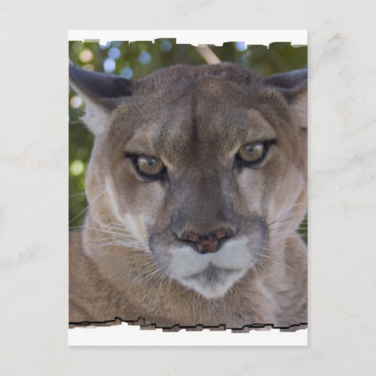 Cougar Pounce Postkarte (Vorderseite)