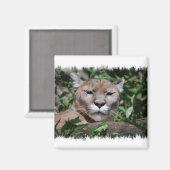 Cougar Predator Square Magnet (Vorderseite/Rückseite)