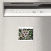 Cougar Predator Square Magnet (In Situ (Geschirrspüler))