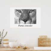 Cougar-Puma-Konzolor Poster (Küche)