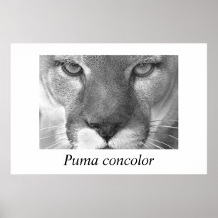 Cougar-Puma-Konzolor Poster