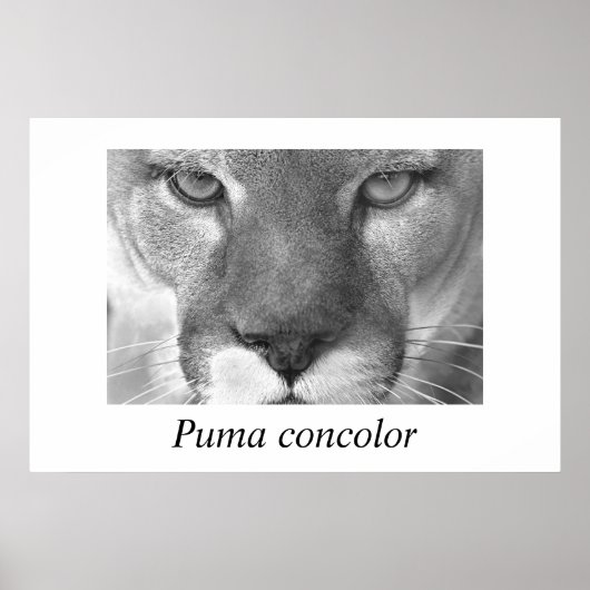 Cougar-Puma-Konzolor Poster (Vorne)