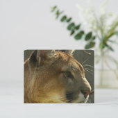 Cougar Puma Postcard Postkarte (Stehend Vorderseite)