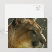 Cougar Puma Postcard Postkarte (Vorne/Hinten)