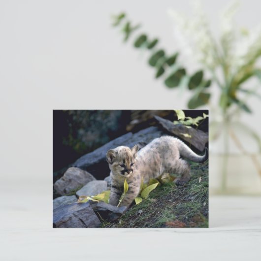 Cougar-Sechs-Wochen-Junge Postkarte (Stehend Vorderseite)