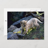 Cougar-Sechs-Wochen-Junge Postkarte (Vorne/Hinten)