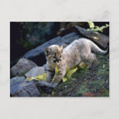 Cougar-Sechs-Wochen-Junge Postkarte (Vorderseite)