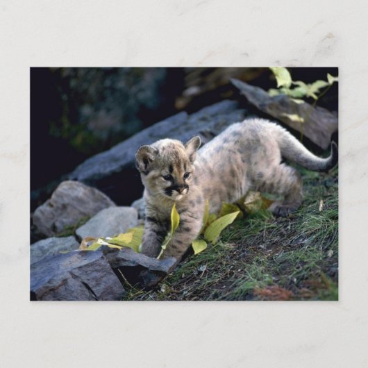 Cougar-Sechs-Wochen-Junge Postkarte (Vorderseite)