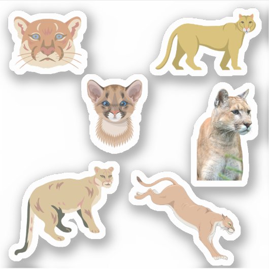 Cougar Stickers Aufkleber (Vorderseite)