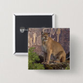 Cougar und Pictografs Button (Vorne & Hinten)