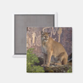 Cougar und Pictografs Magnet (Vorderseite/Rückseite)