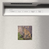 Cougar und Pictografs Magnet (In Situ (Geschirrspüler))