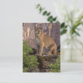 Cougar und Pictografs Postkarte (Stehend Vorderseite)