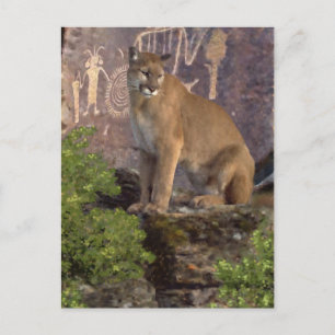 Cougar und Pictografs Postkarte