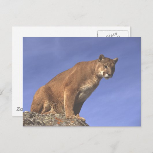 Cougar Watch Postkarte (Vorne/Hinten)