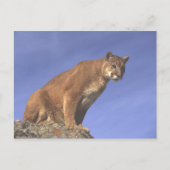 Cougar Watch Postkarte (Vorderseite)