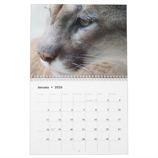 Cougar Wild Cat Kalender (Jan 2026)
