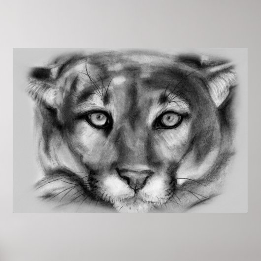 Cougar Zeichnend Poster (Vorne)