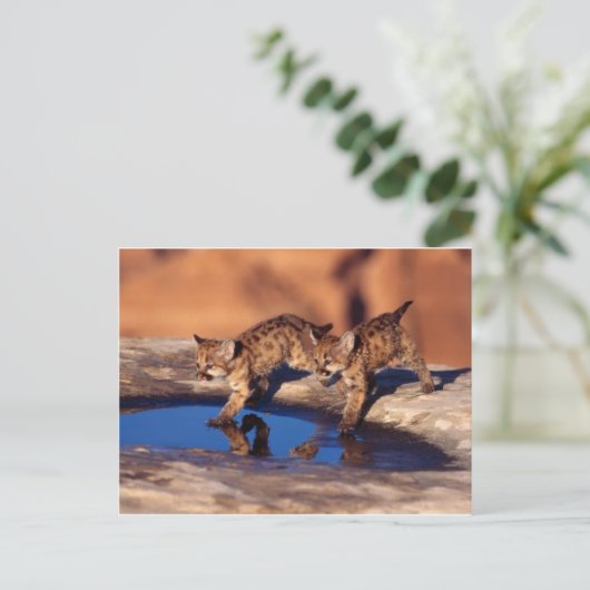 Cougar-Zwillingsjungen Postkarte (Stehend Vorderseite)