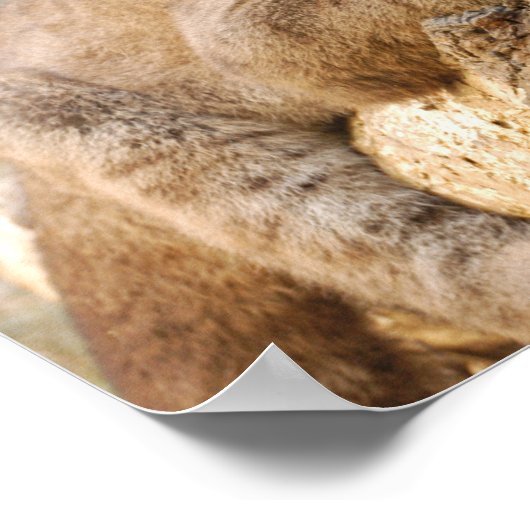 CougarCub4-10x10 Poster (Ecke)