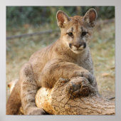 CougarCub4-10x10 Poster (Vorne)