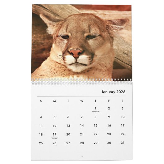 Cougars Wall Calendar Kalender (Jan 2026)