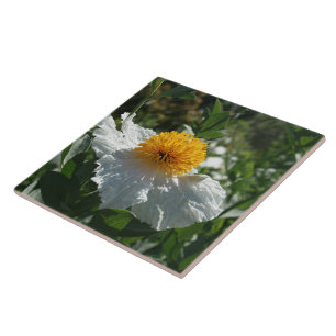 Coulter's Matilija Poppy Fliese