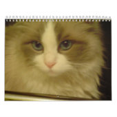 Count-down-Kalender 2013 Kalender (Titelbild)